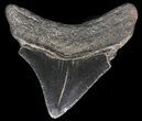 Juvenile Megalodon Tooth - Serrated Blade #56639-1